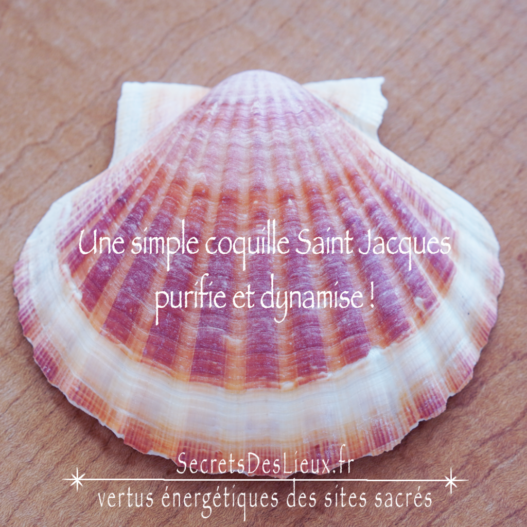 Formation online "Coquilles Saint Jacques et Energies Bienfaisantes